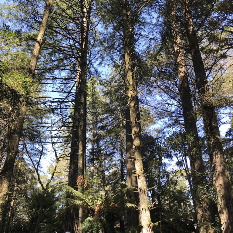 Foto real de Parque das Sequóias